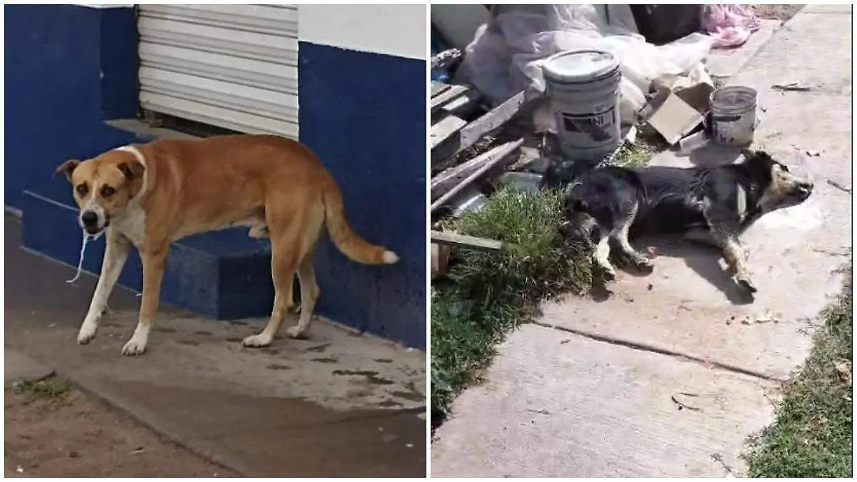 perros envenenados